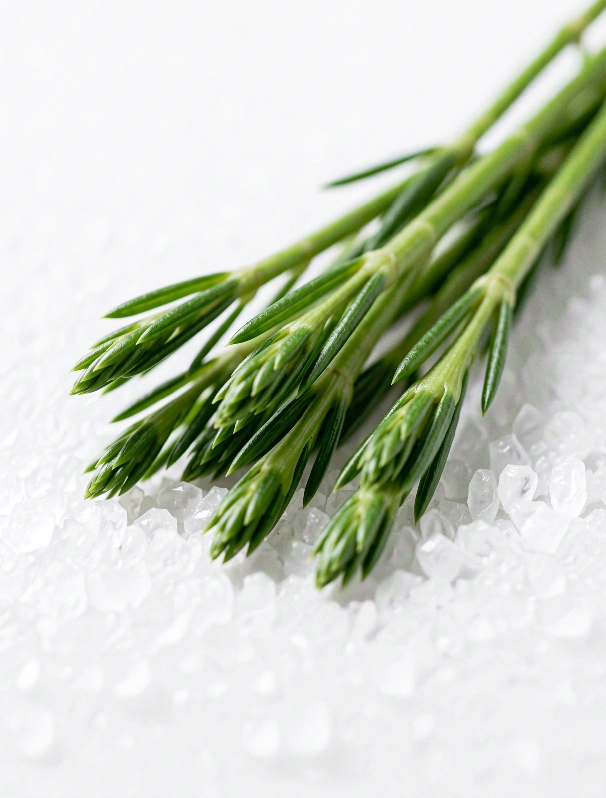 Botanical Vitality